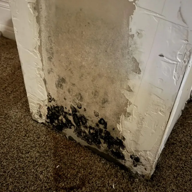 Professional Mold Removal in Wausau, WI
